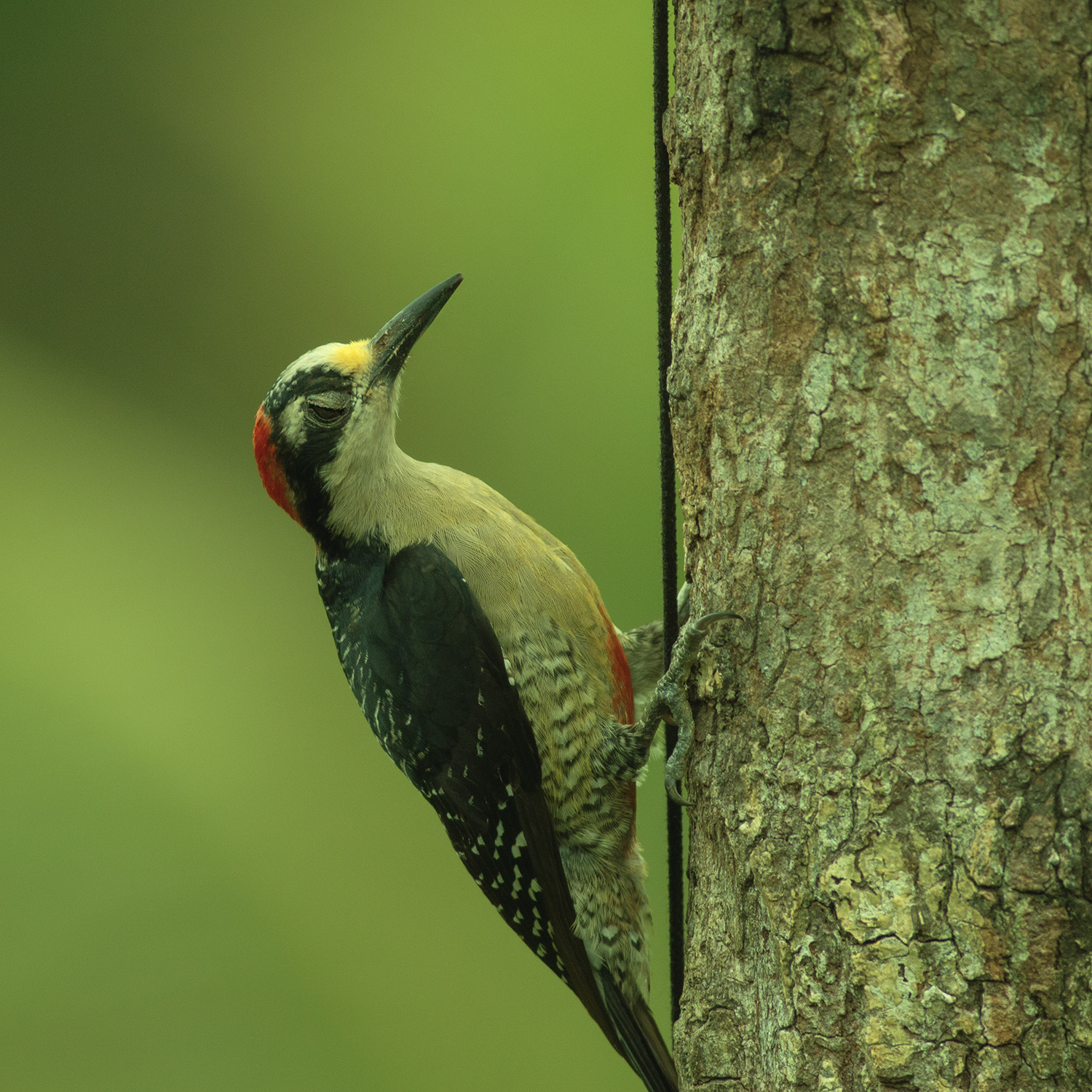 Black-cheeked Woodpecker